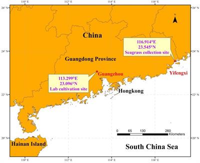 Low Light Availability Reduces the Subsurface Sediment Carbon Content in Halophila beccarii From the South China Sea